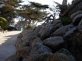 REEF-P177